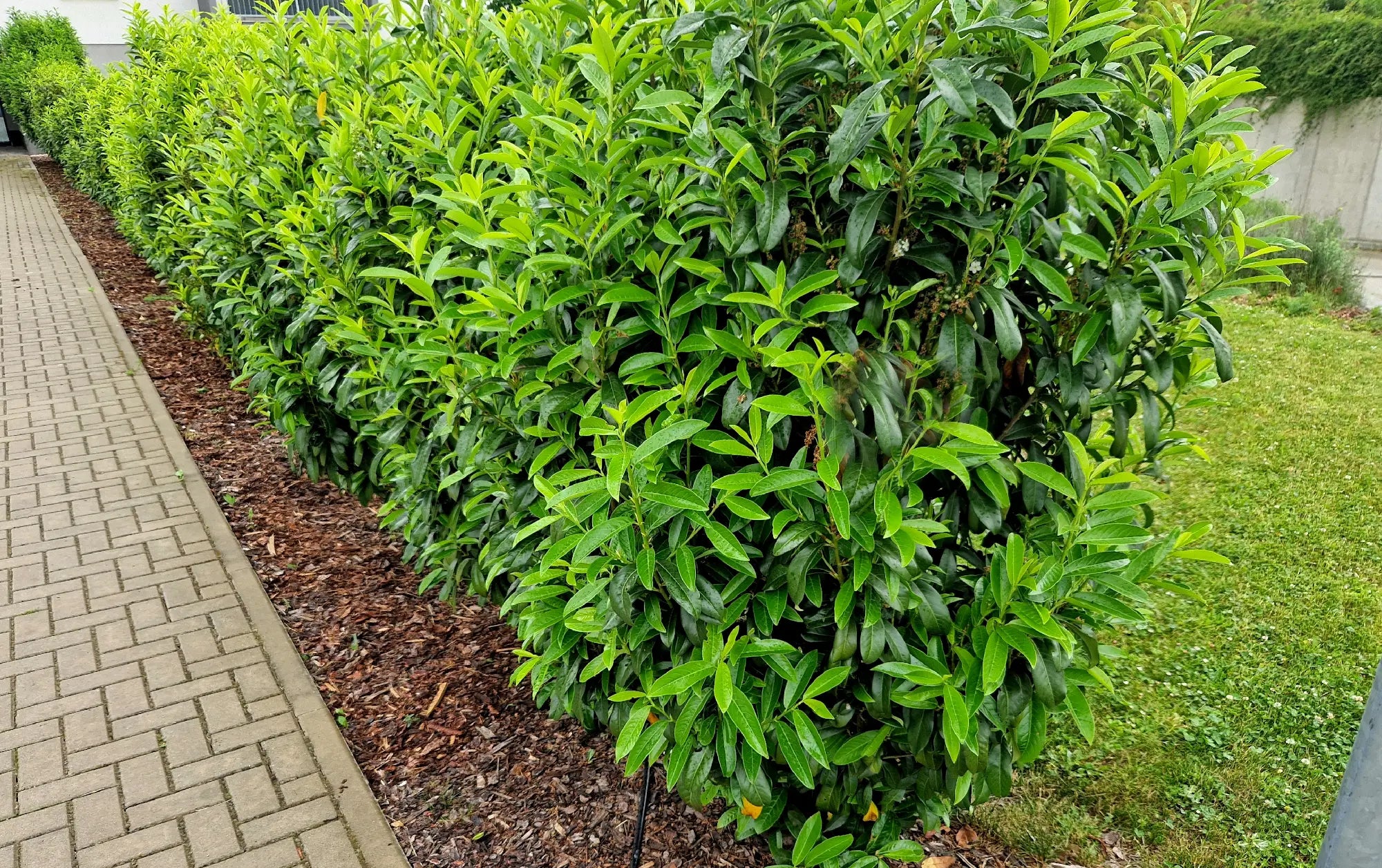 How to Plant Bare Root Hedging (Step-by-Step Guide)