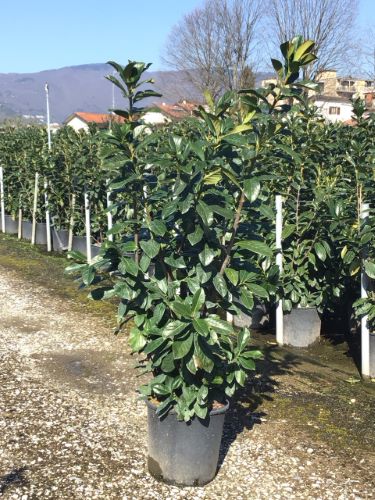 Swiss Laurel