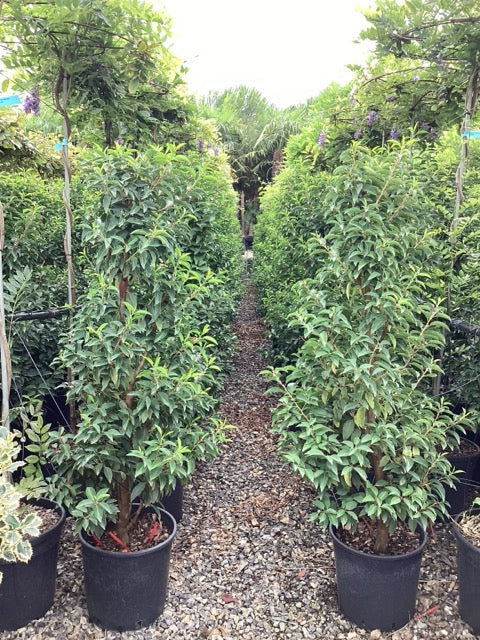Portuguese Laurel
