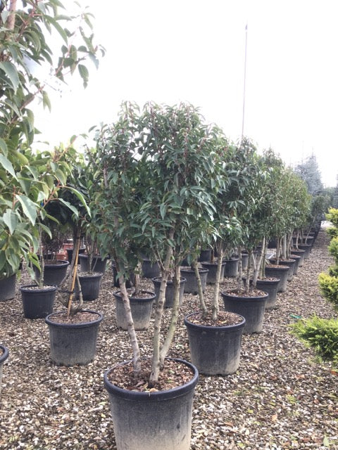 Portuguese Laurel