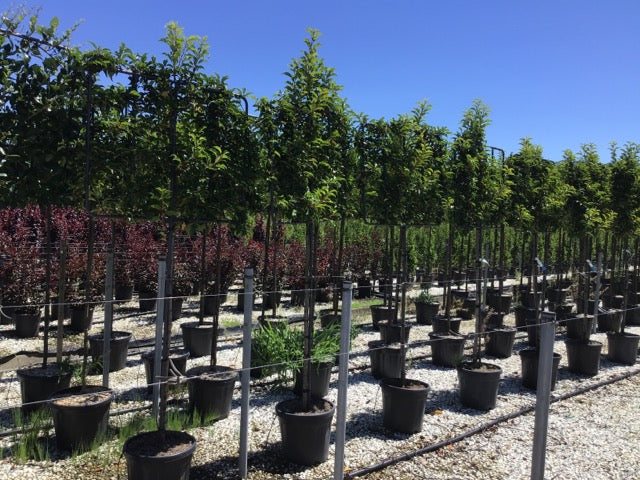 Portuguese Laurel - Pleached