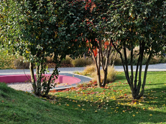 Multi_Stem_Evergreen_Trees