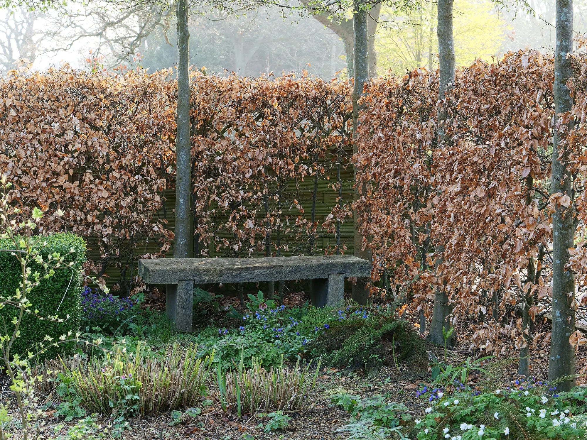 Evergreen vs Deciduous Hedging: Which Should You Choose?
