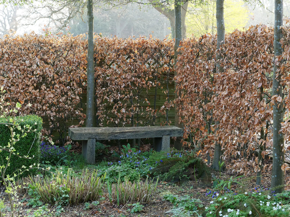 Evergreen vs Deciduous Hedging: Which Should You Choose?