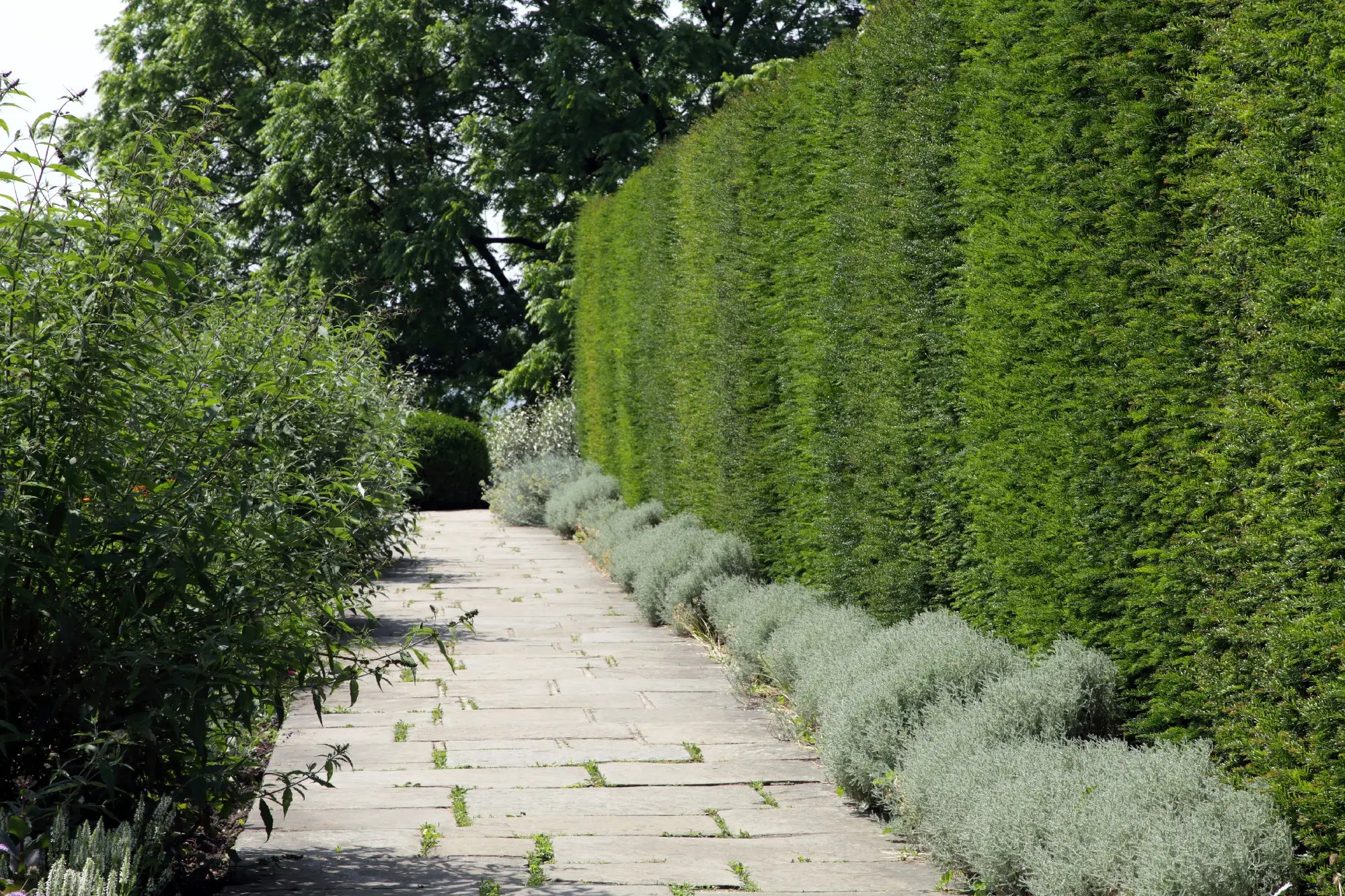 Layering Trees and Hedging for a Professional Landscape Look