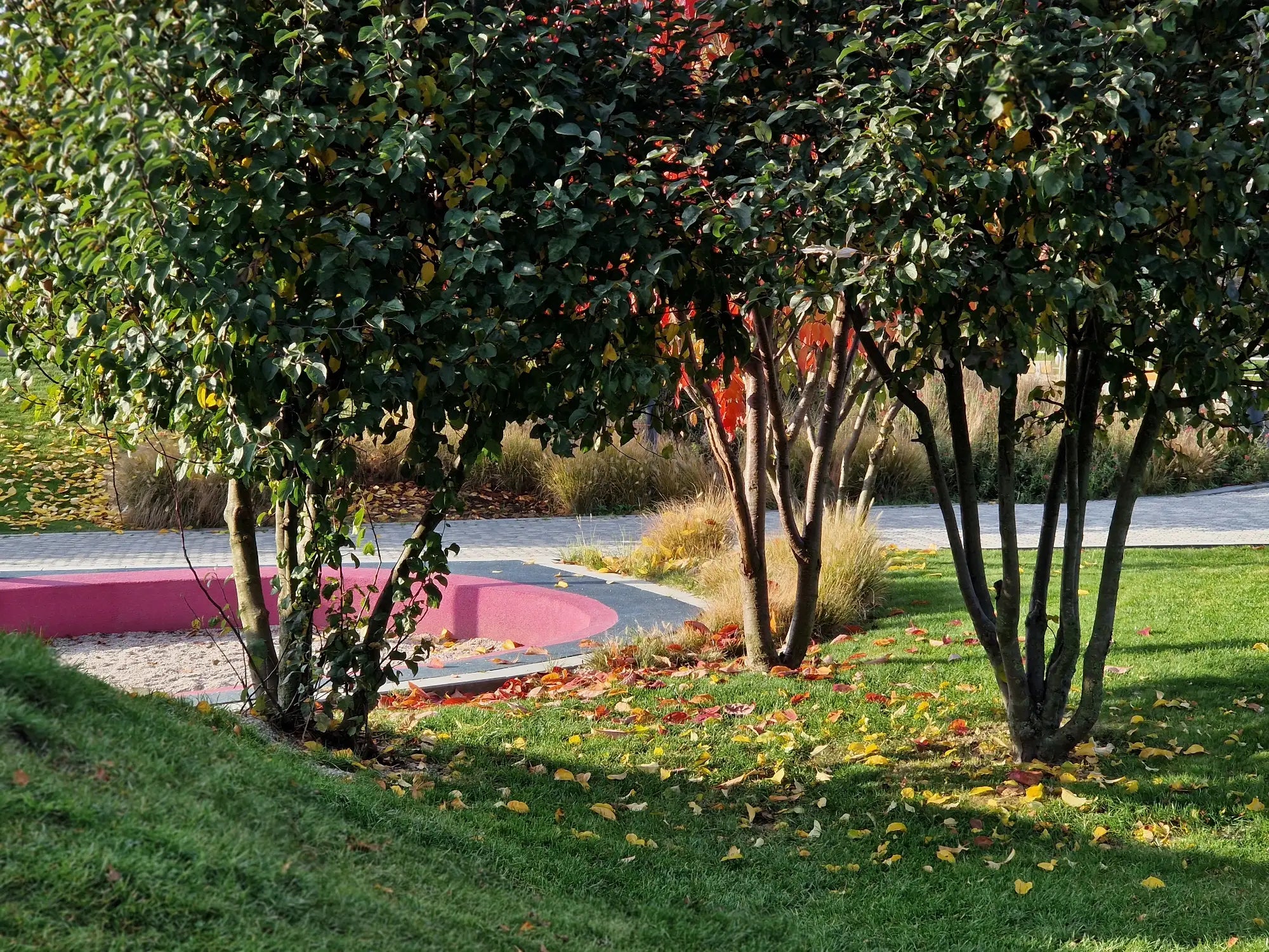 Using Multi Stem Trees as Garden Focal Points