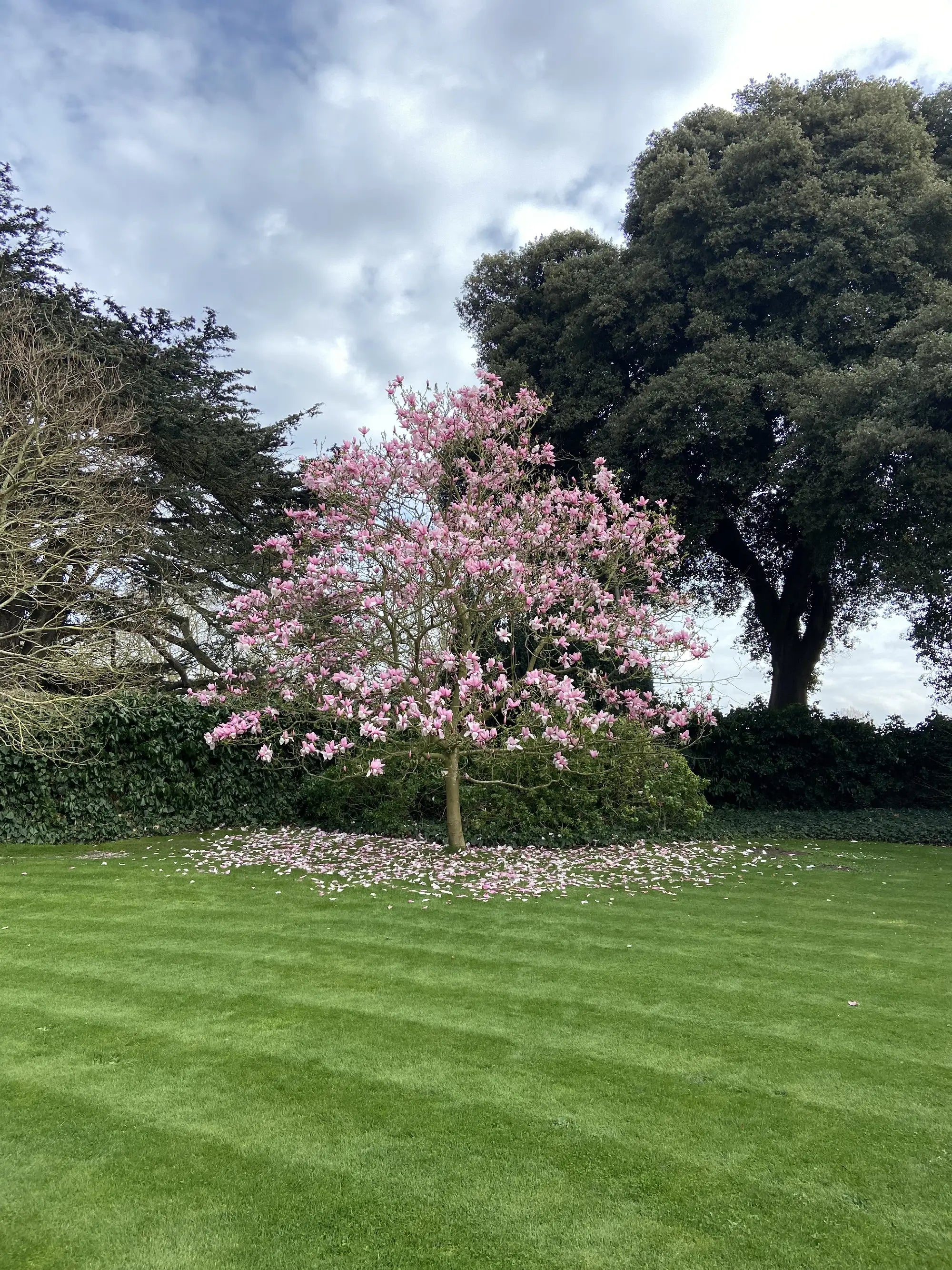 What to Plant in Spring: Best Trees and Hedging for the Season
