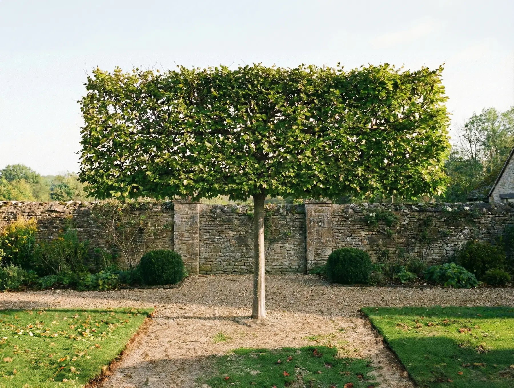 Pleached Trees Explained: The Ultimate Guide to Garden Screening