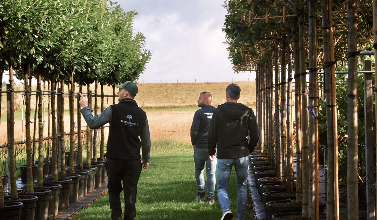 How Far Apart Should Pleached Trees Be Planted?