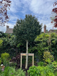 Standard Evergreen Trees