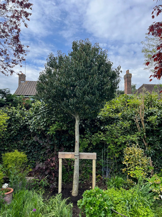 Standard Evergreen Trees