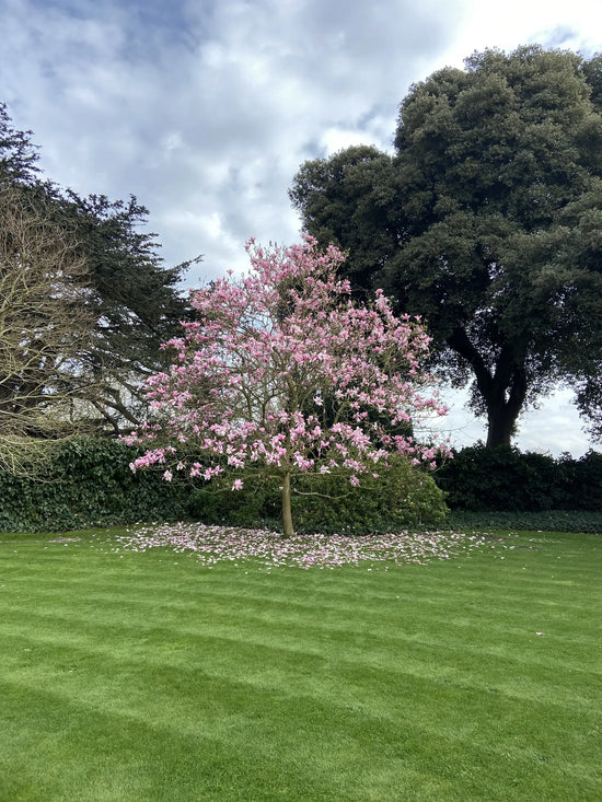 Standard Deciduous Trees