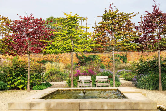Pleached Deciduous Trees