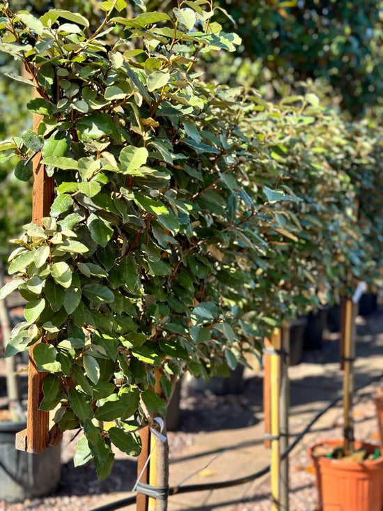Pleached Evergreen Trees