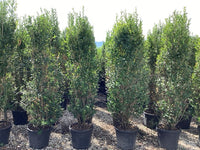 Privet Hedging