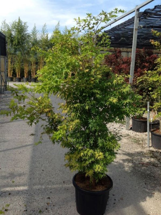 Buy Japanese Maple Multi-Stem Trees | Acer Palmatum Sango Kaku – Tree ...