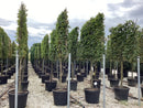 Hornbeam - Pleached