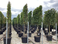 Hornbeam - Pleached
