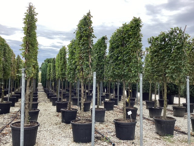 Hornbeam - Pleached
