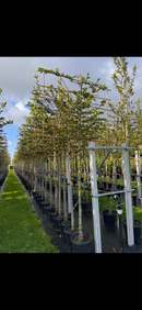 Hornbeam - Pleached