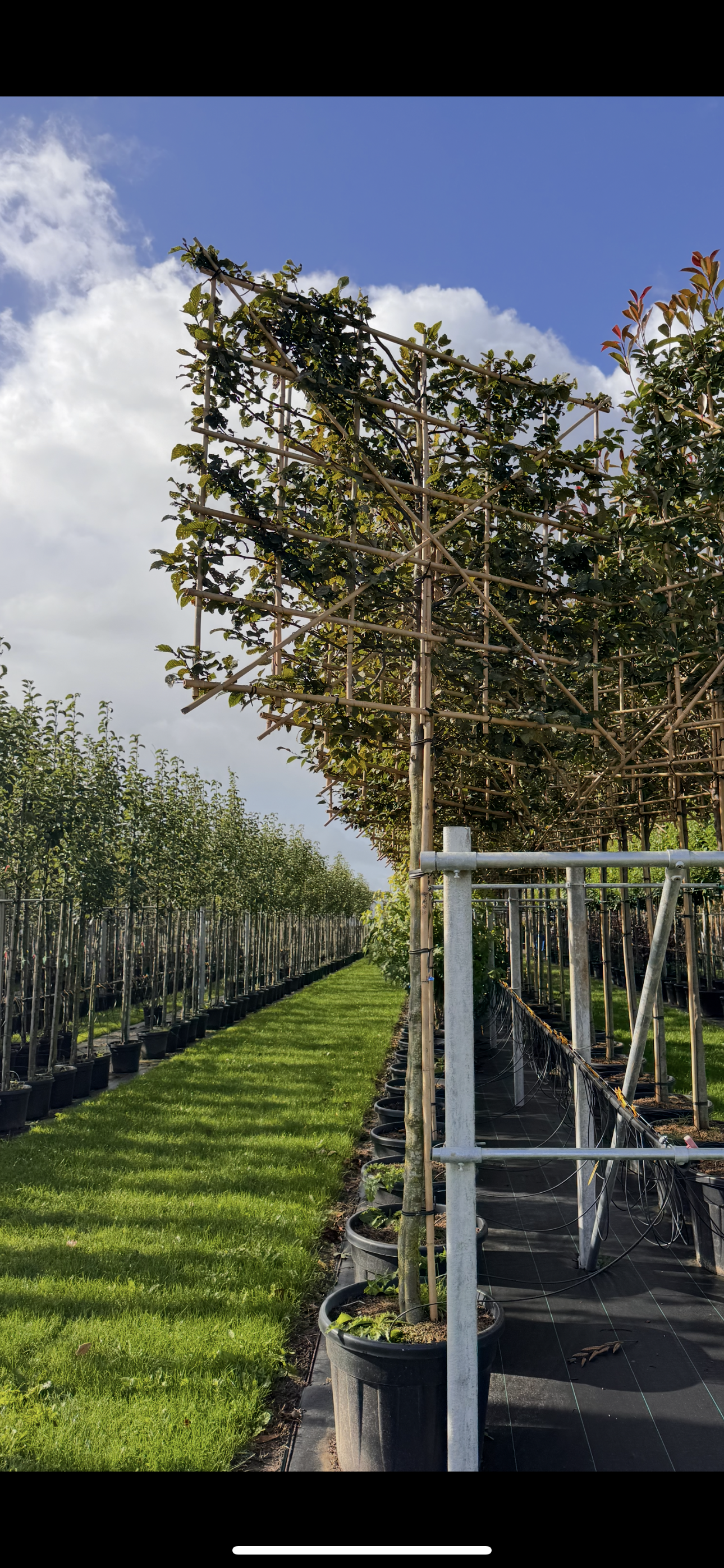 Hornbeam - Pleached