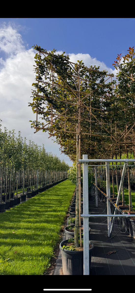 Hornbeam - Pleached
