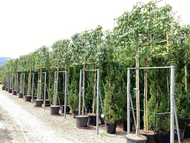 Liquid Amber - Pleached
