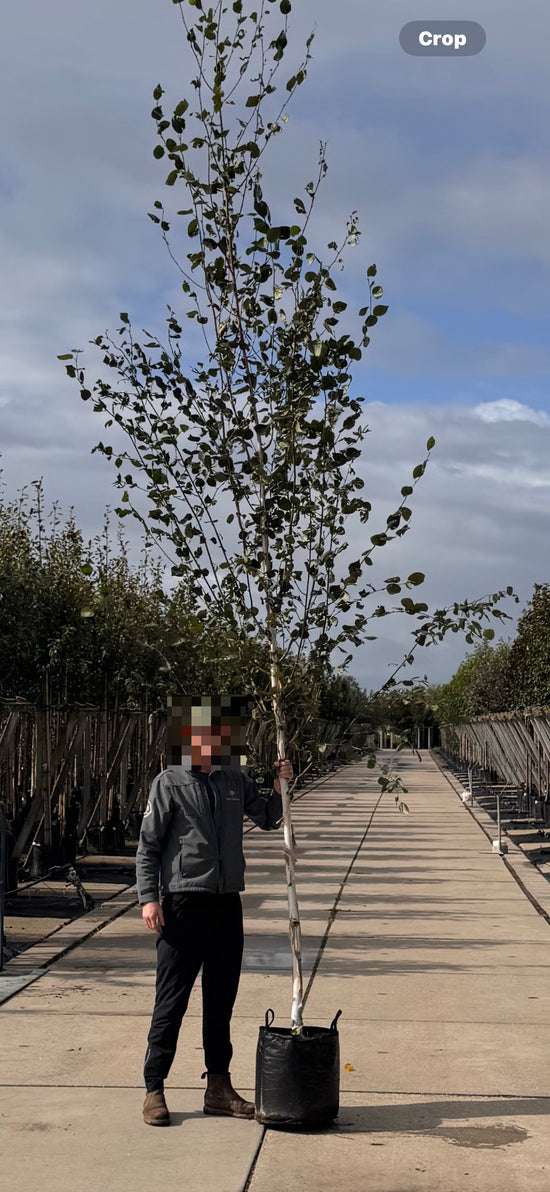 Himalayan Birch