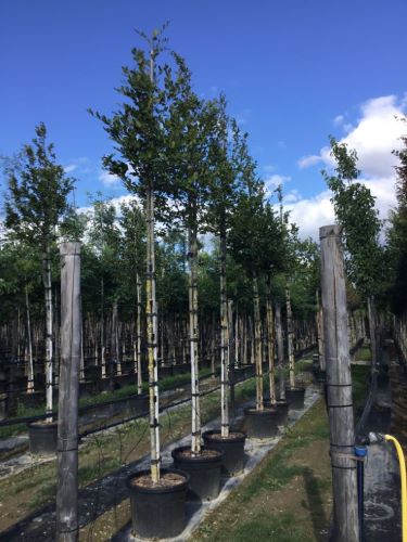 Buy Common Beech | Fagus Sylvatica Standard Trees – Tree Heritage Nursery
