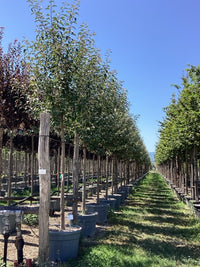 Flowering Crab Apple