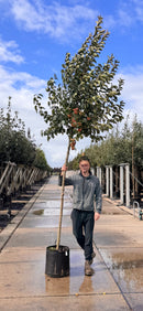 Flowering Crab Apple
