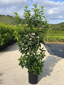 Swiss Laurel