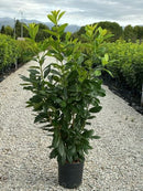Swiss Laurel