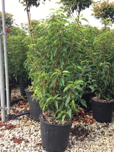 Portuguese Laurel