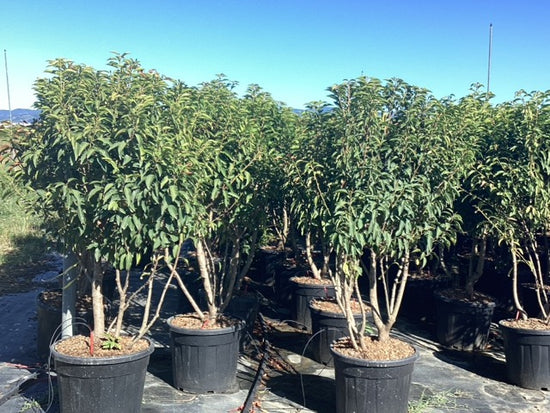 Portuguese Laurel