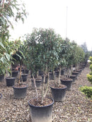 Portuguese Laurel