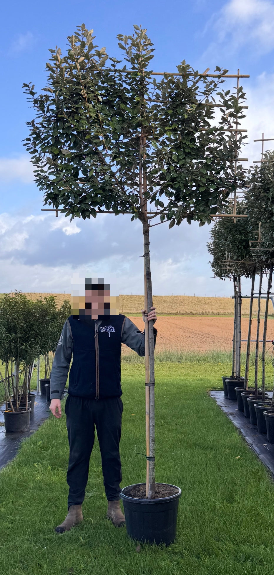 Silverberry - Pleached