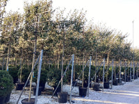 Silverberry - Pleached