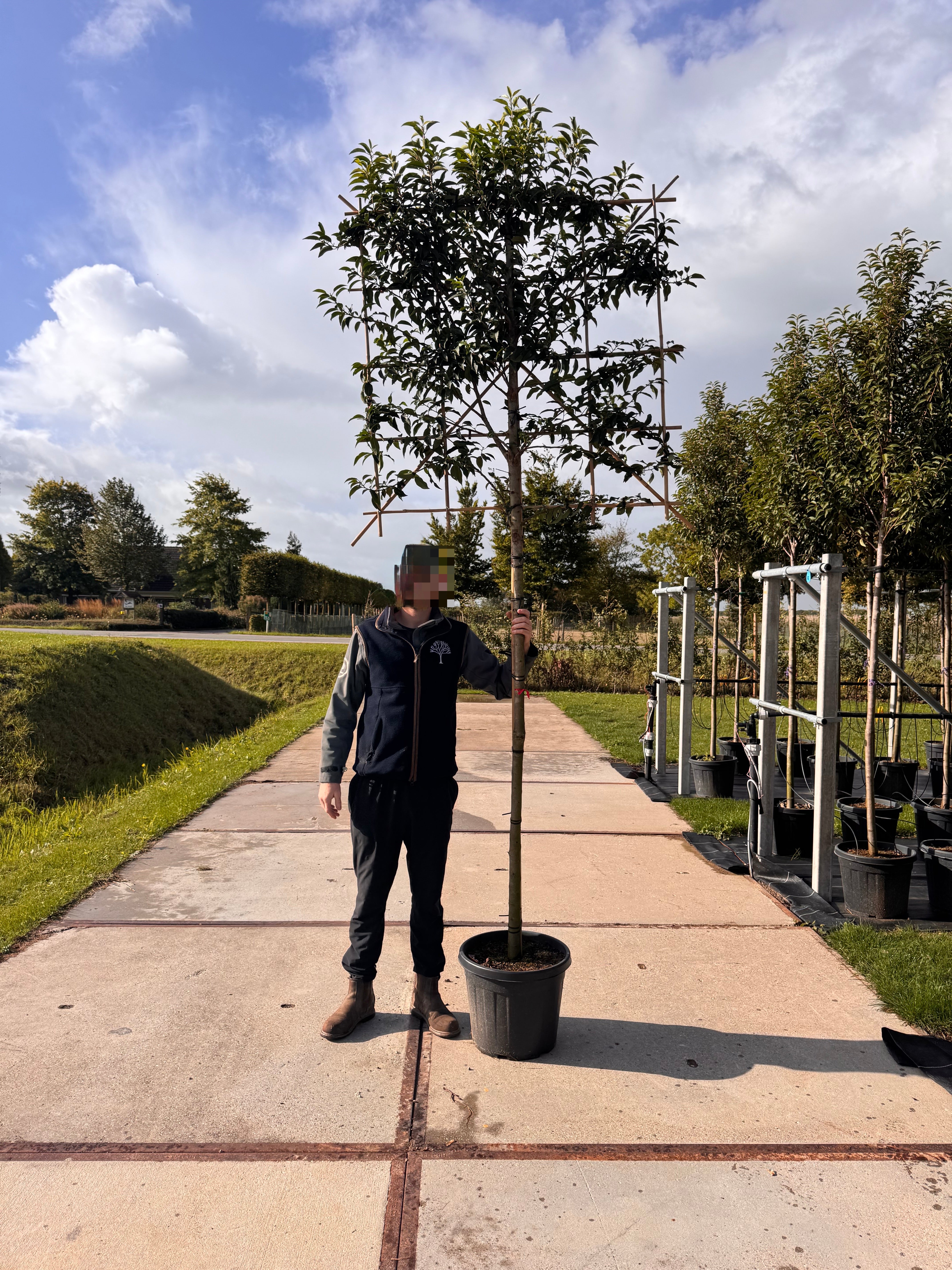 Portuguese Laurel - Pleached