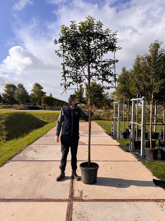 Portuguese Laurel - Pleached