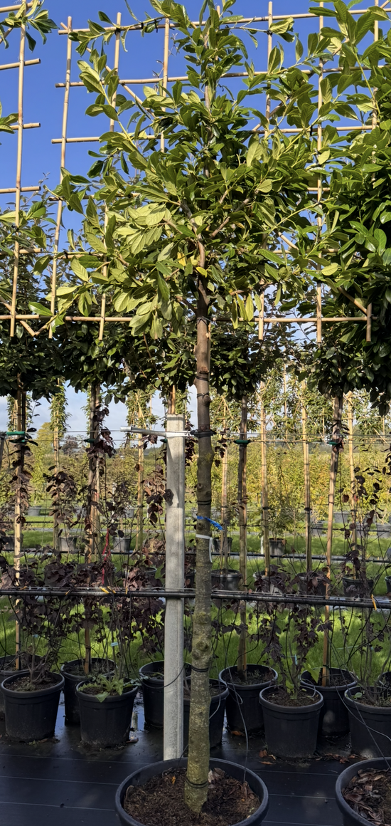 Common Laurel - Pleached