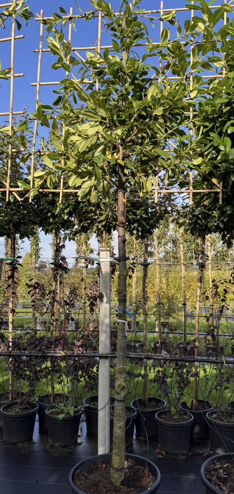 Common Laurel - Pleached
