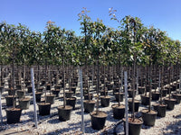 Red Robin - Pleached