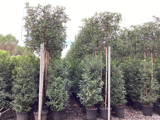 Red Robin - Pleached