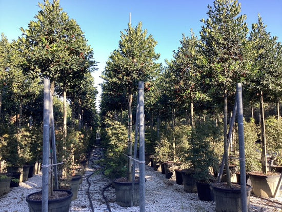 Buy Standard Holly Trees | Ilex Aquifolium – Tree Heritage Nursery