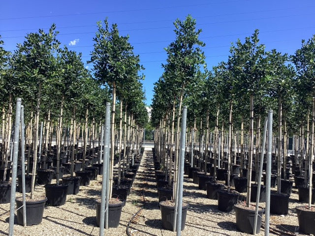 Buy Standard Holly Trees | Ilex Aquifolium – Tree Heritage Nursery