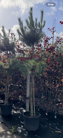 Scots Pine