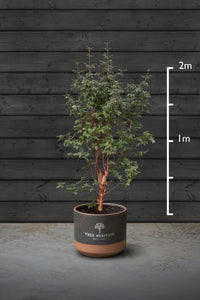 Paperbark Maple Multi-Stem Trees | Acer Griseum