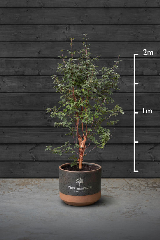 Paperbark Maple Multi-Stem Trees | Acer Griseum