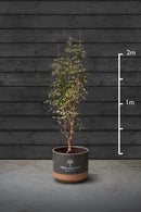 Paperbark Maple Multi-Stem Trees | Acer Griseum